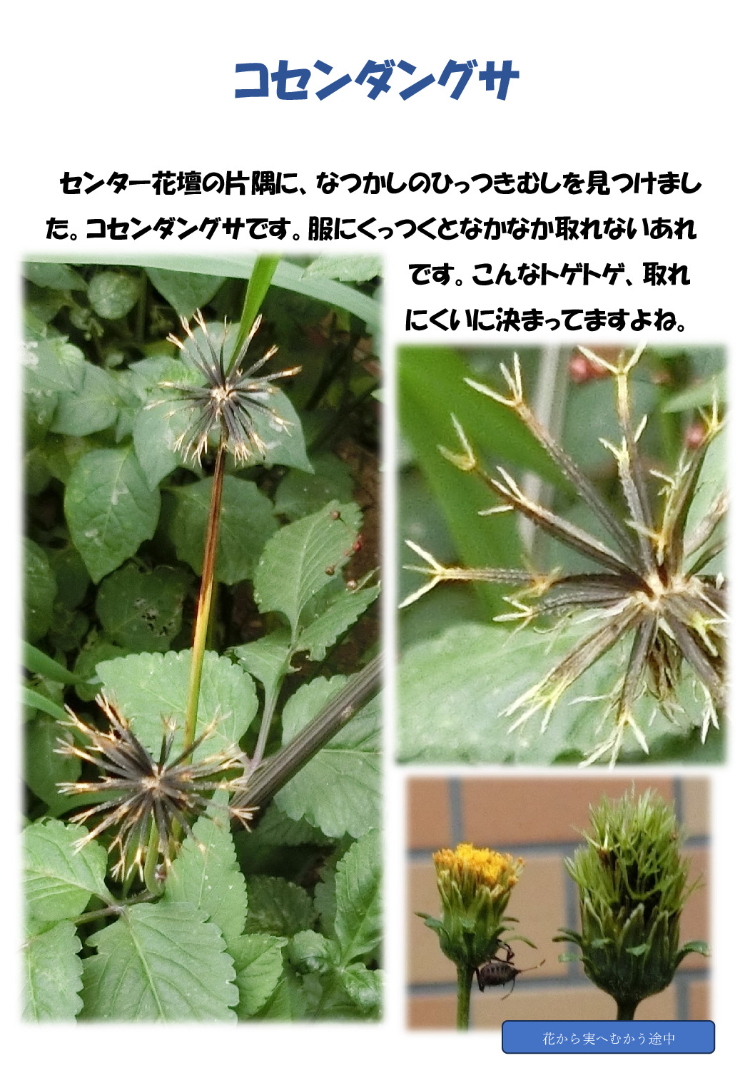 コセンダングサのサムネイル