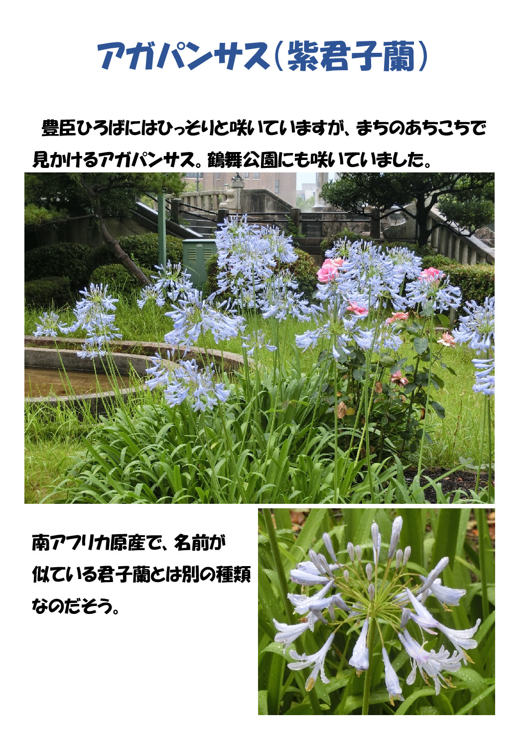アガパンサスのサムネイル