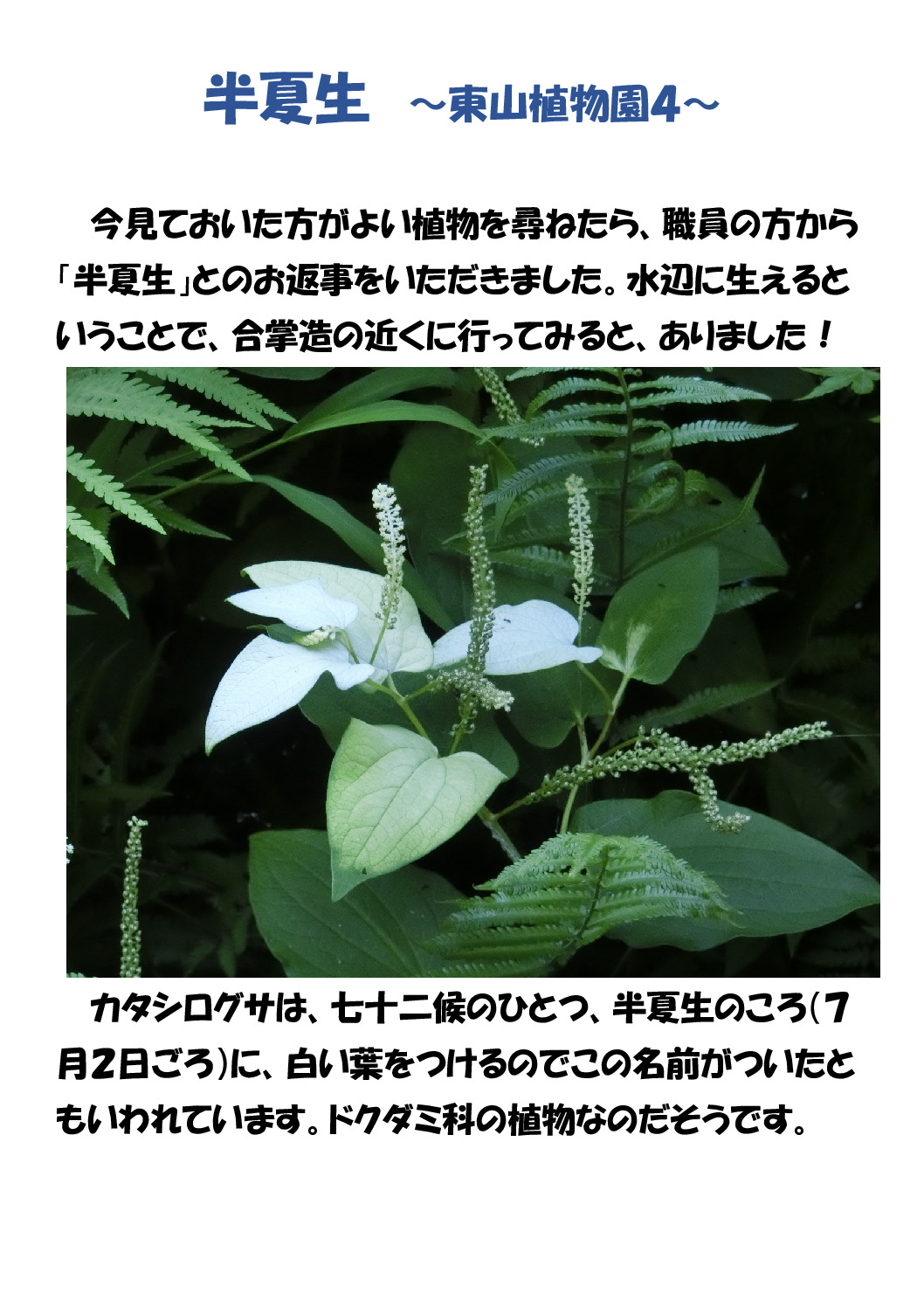 半夏生のサムネイル