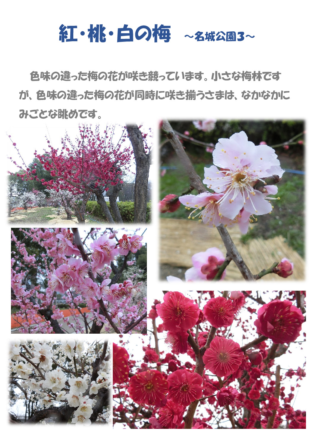 紅・桃・白梅のサムネイル