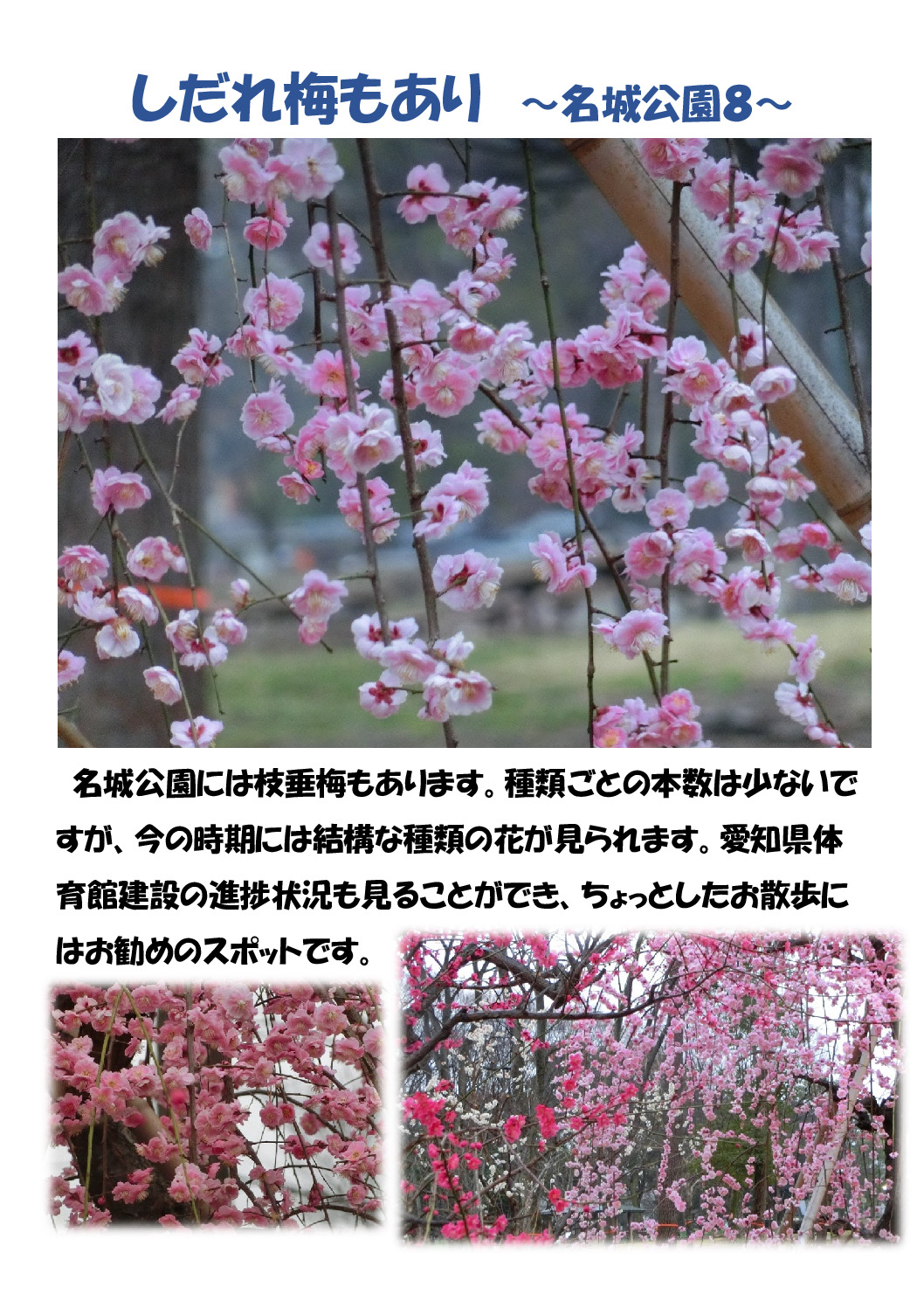 枝垂れ梅のサムネイル