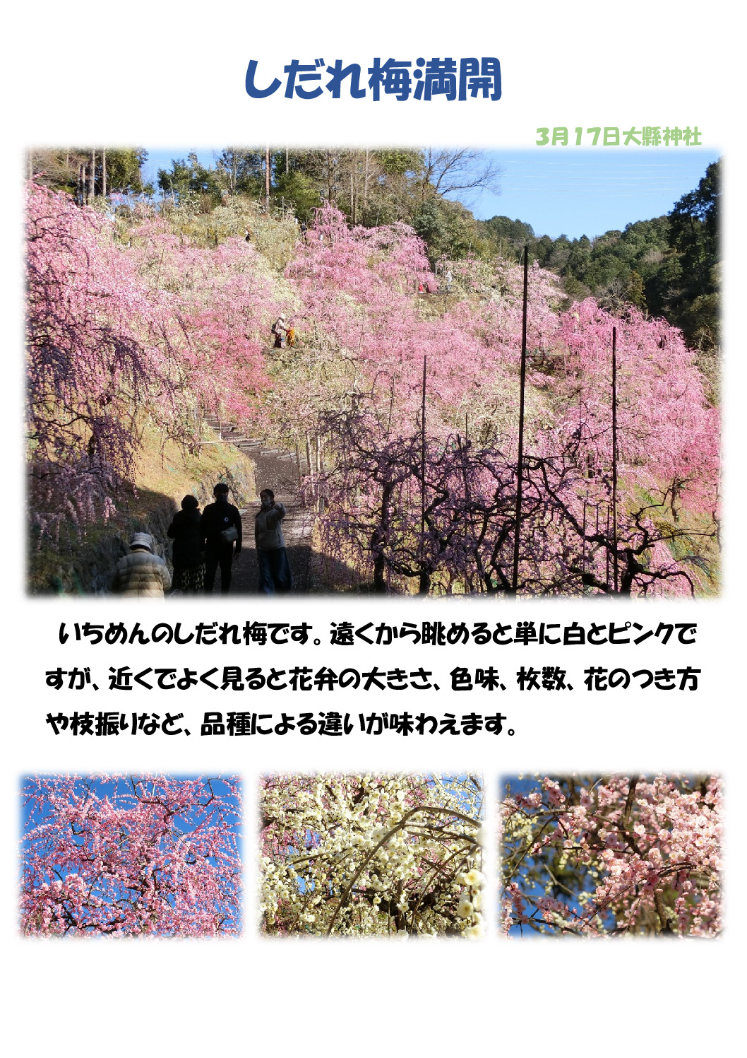 枝垂れ梅満開のサムネイル