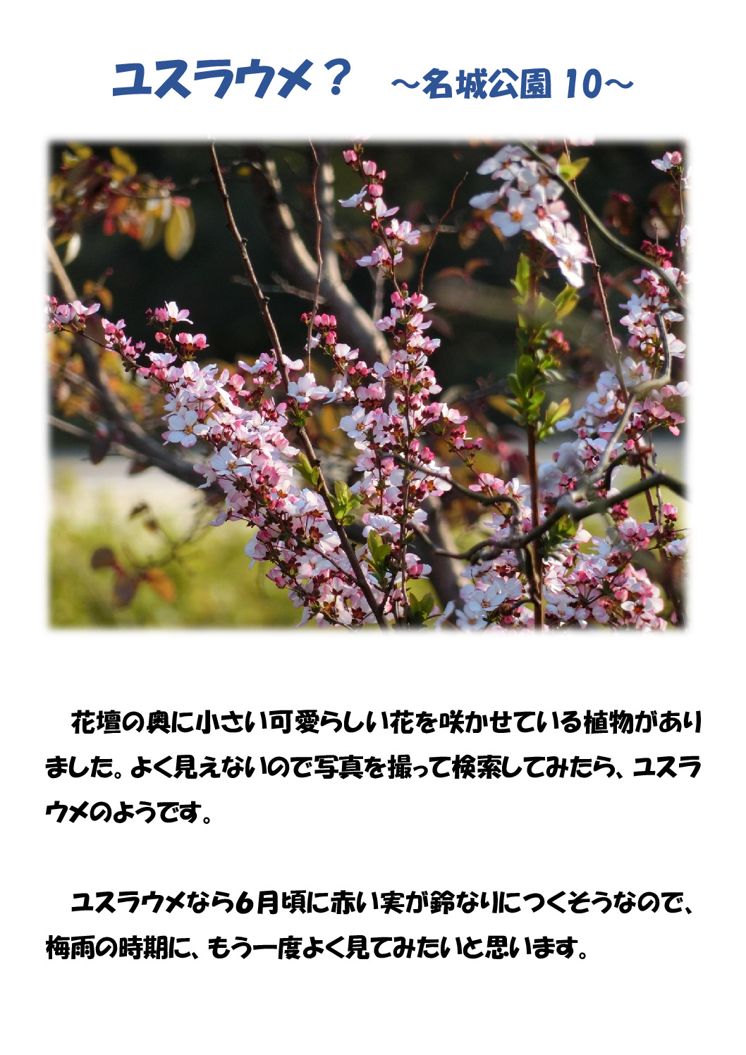 ユスラウメのサムネイル