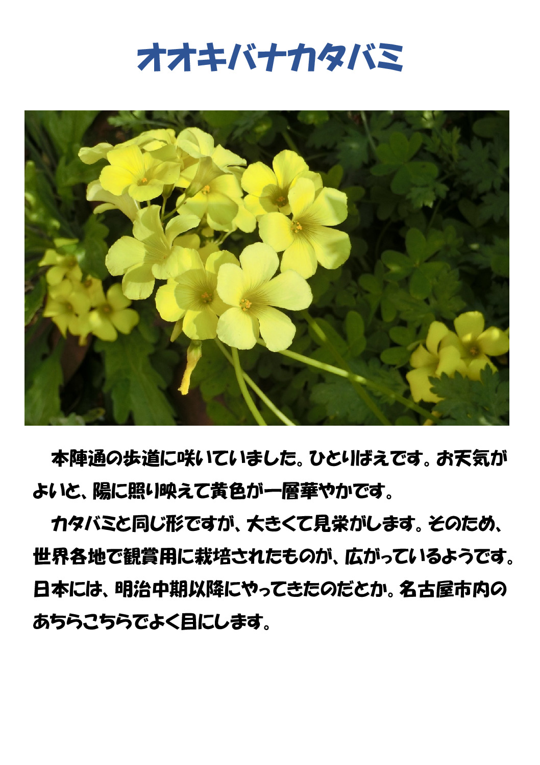 大木花カタバミのサムネイル