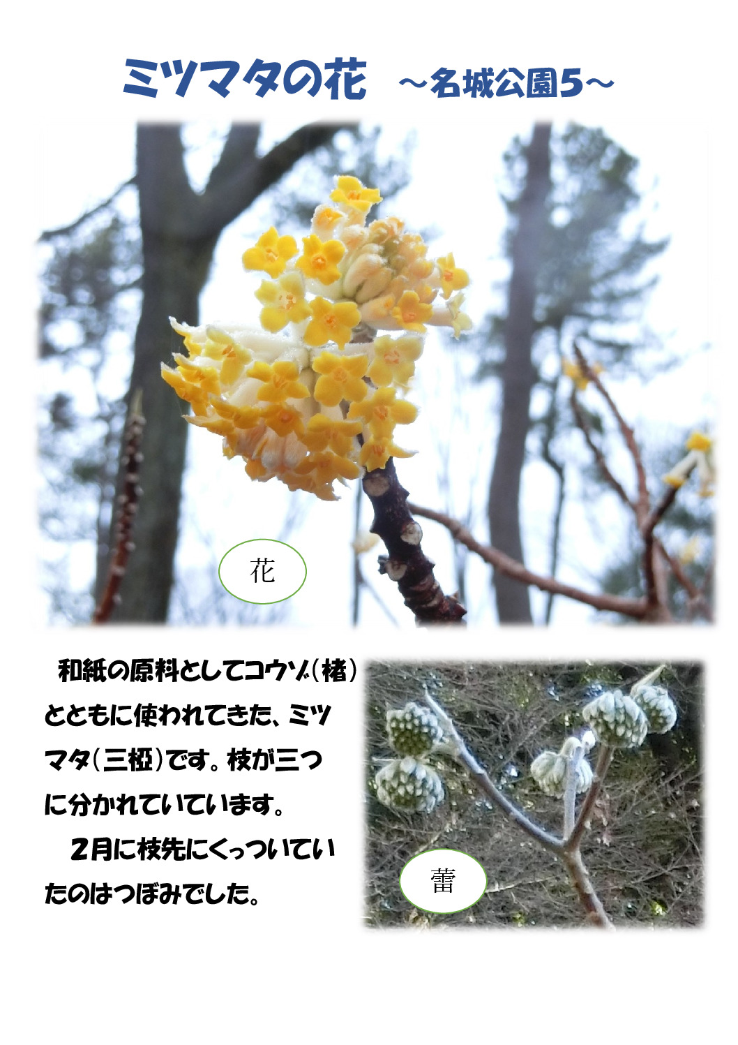 ミツマタのサムネイル