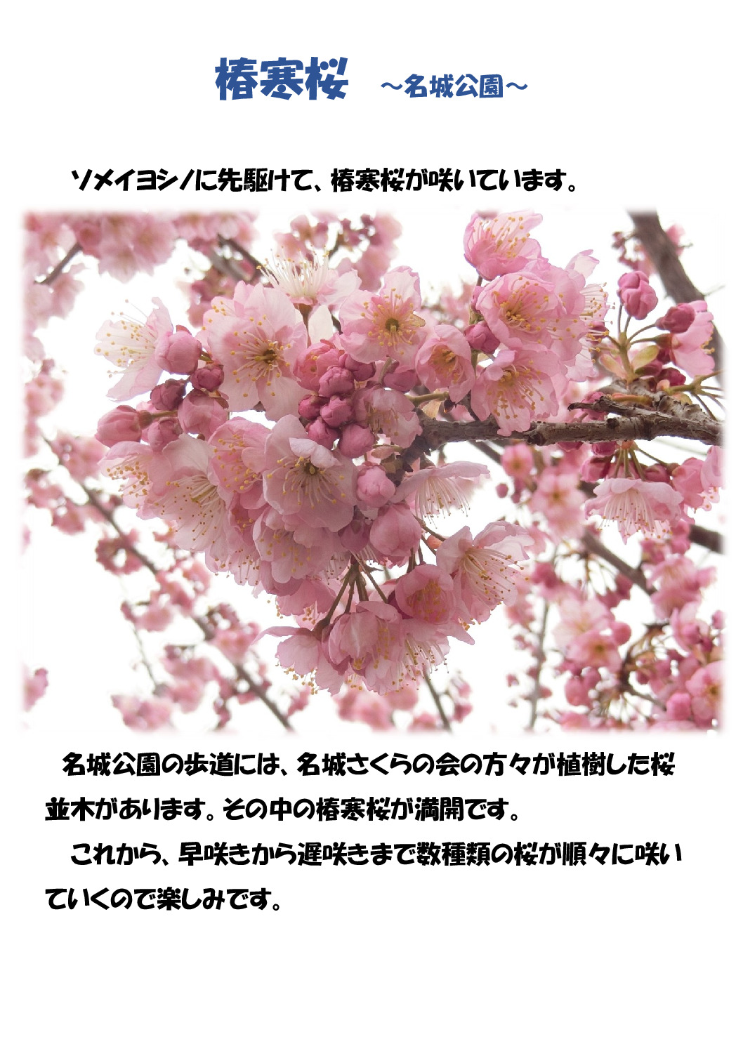 椿桜のサムネイル
