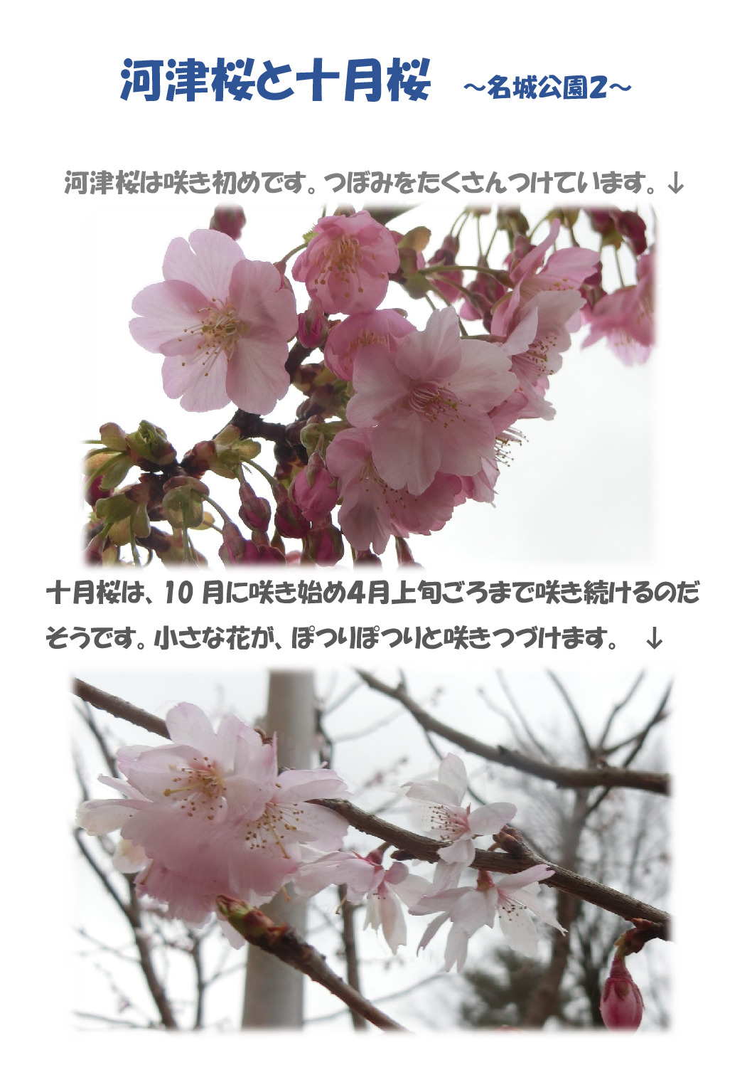 桜２種のサムネイル