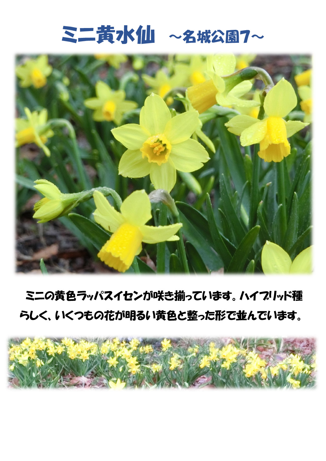 黄水仙のサムネイル