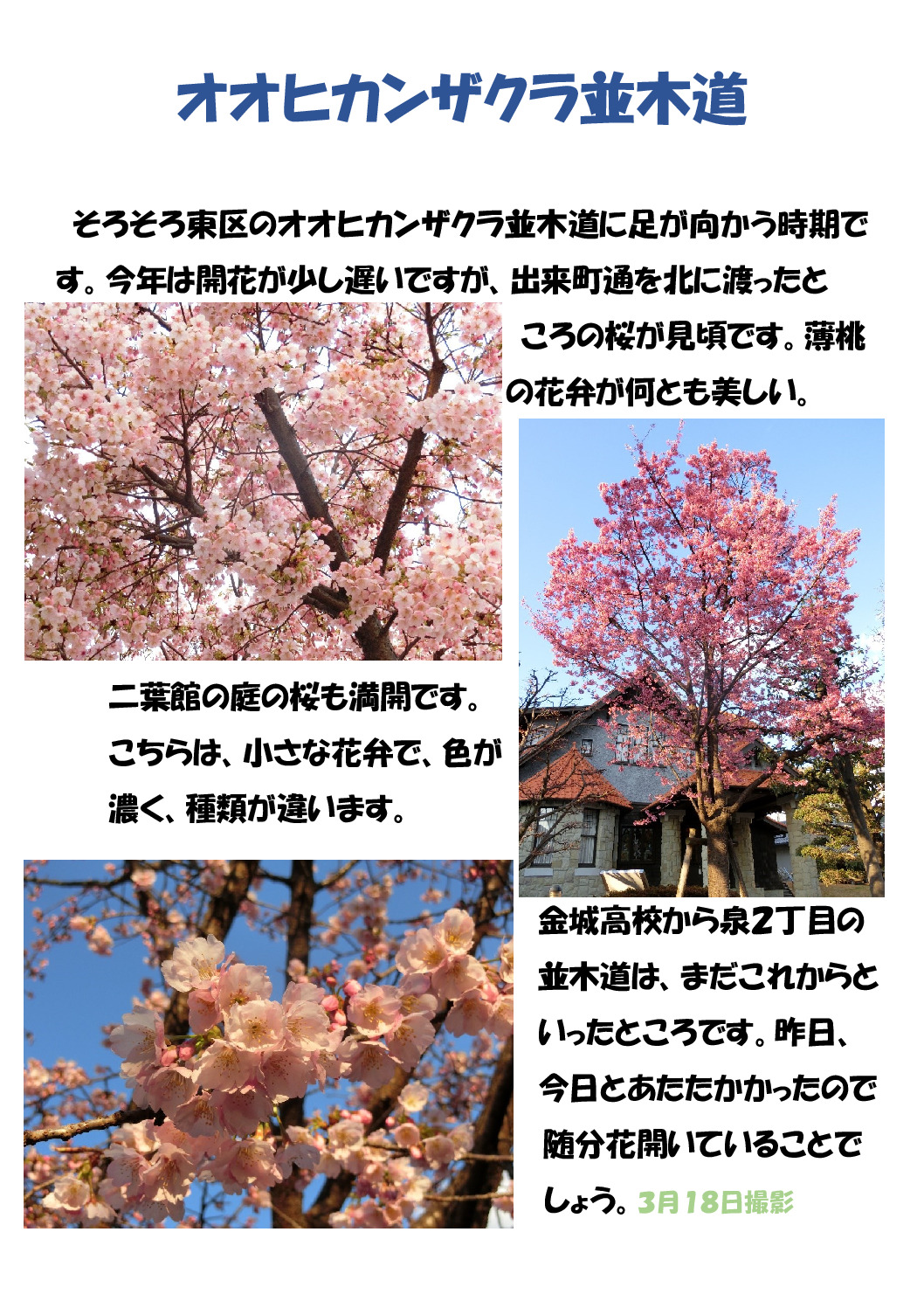 桜３種のサムネイル
