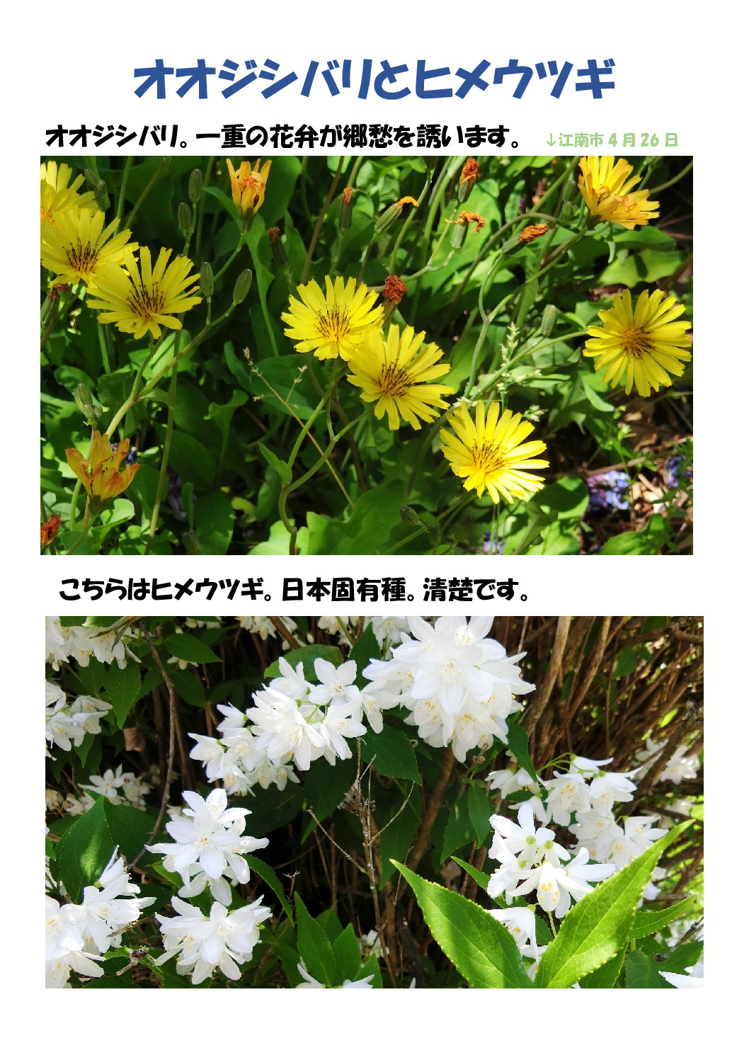 オオジシバリのサムネイル
