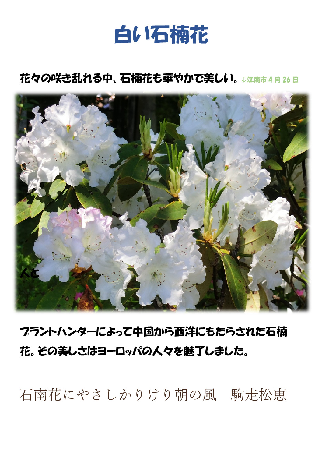 シャクナゲのサムネイル