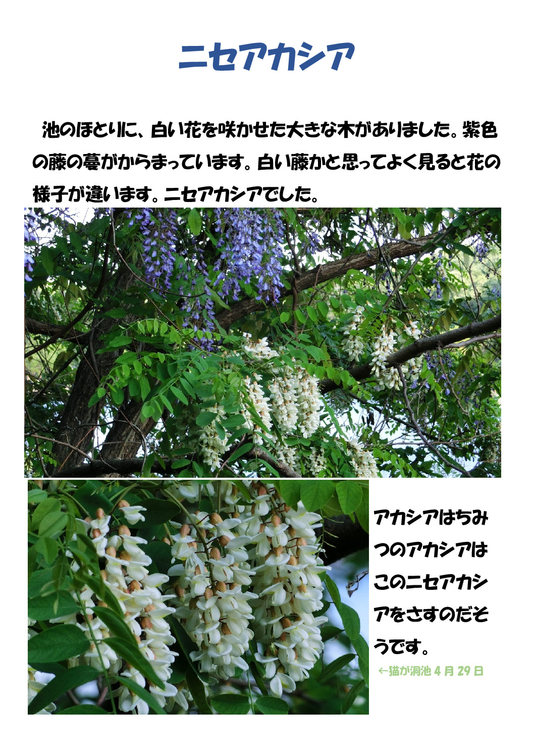 ニセアカシアのサムネイル