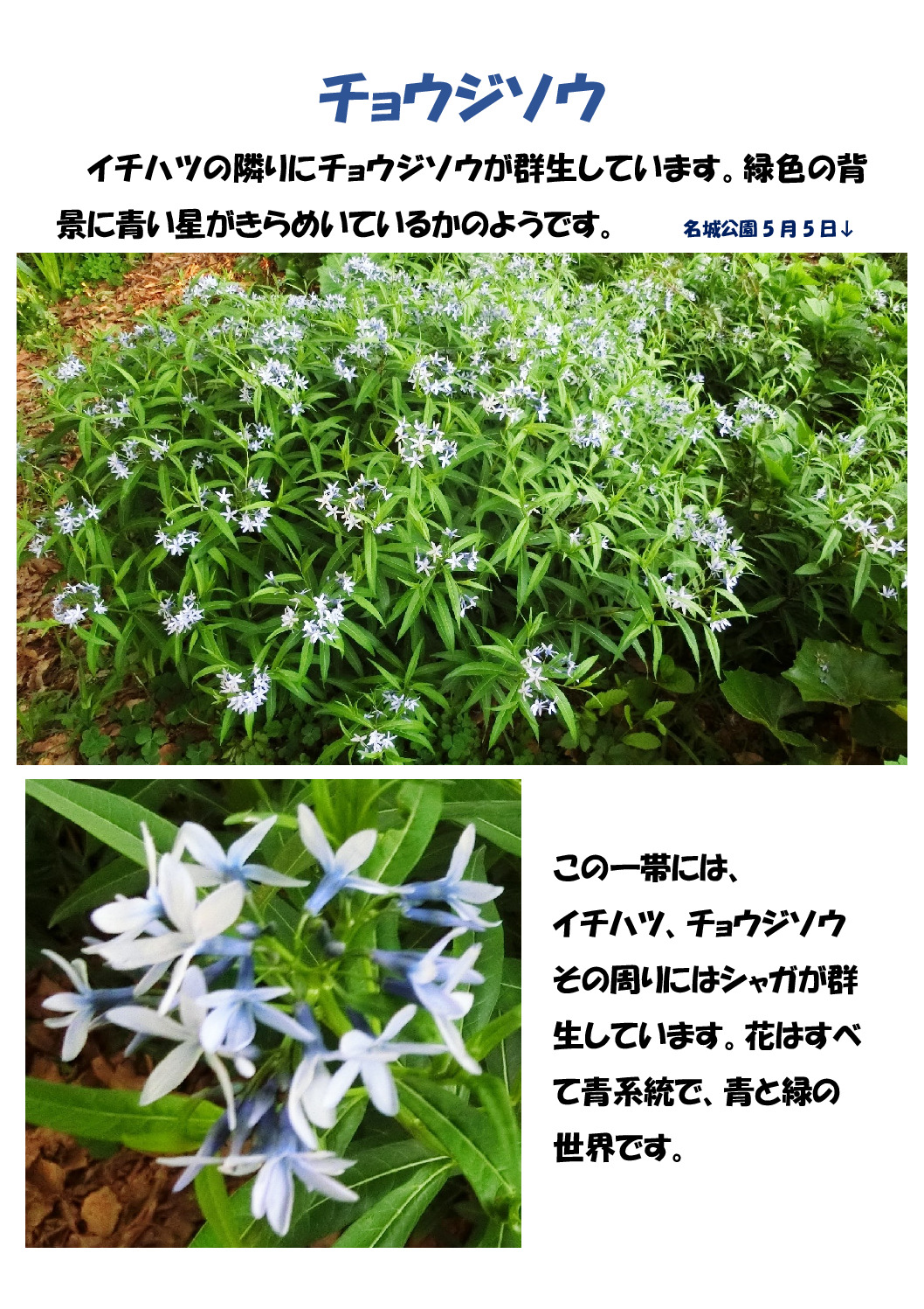 チョウジソウのサムネイル