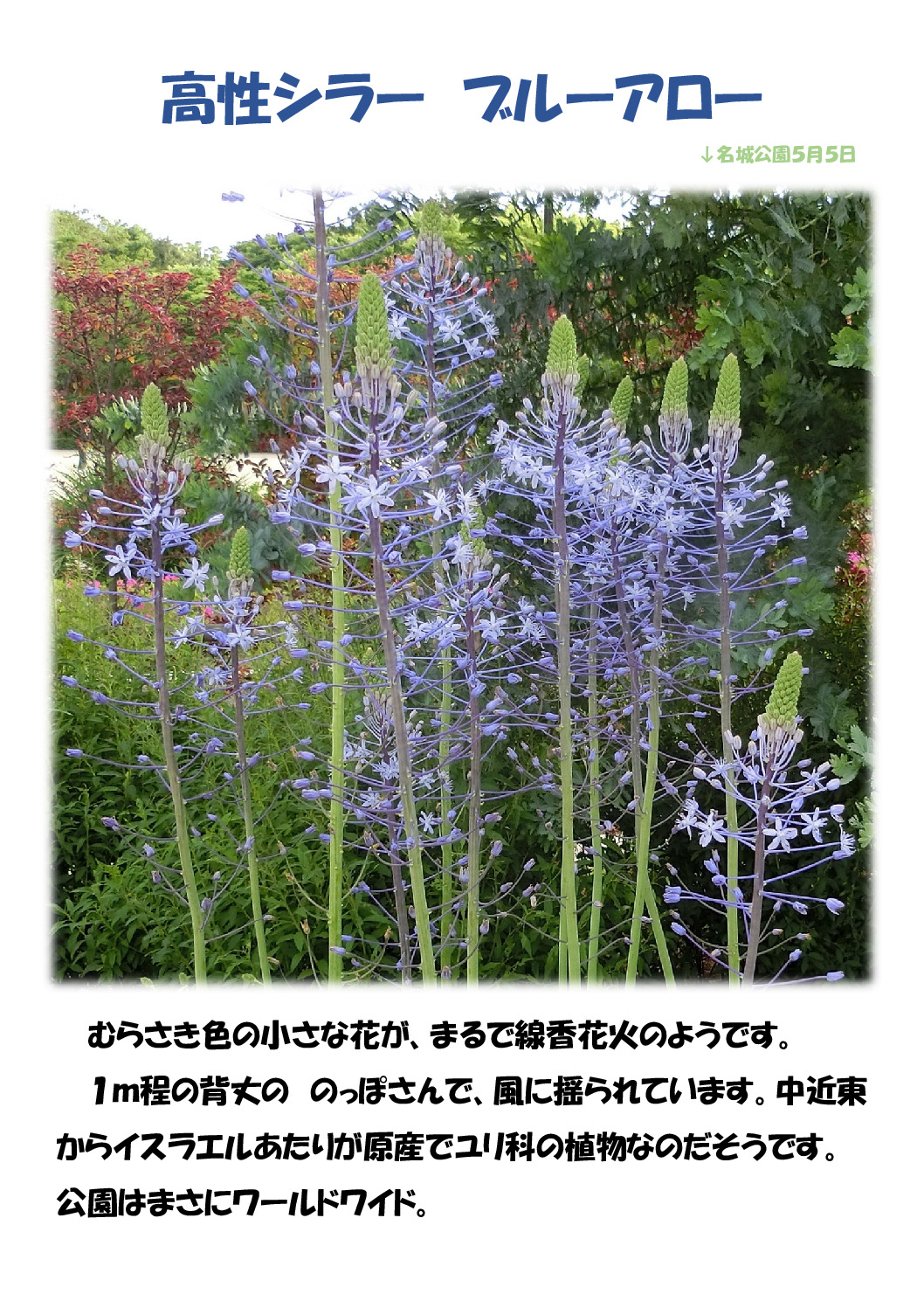 高性シラーのサムネイル
