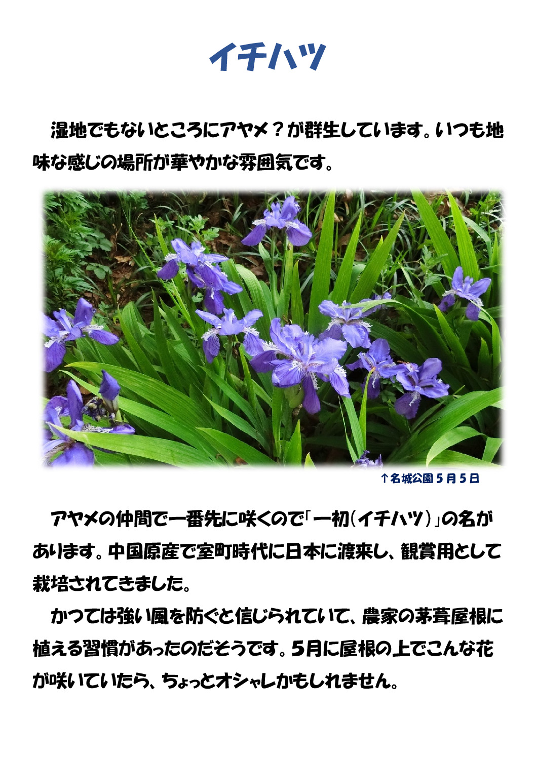 イチハツのサムネイル