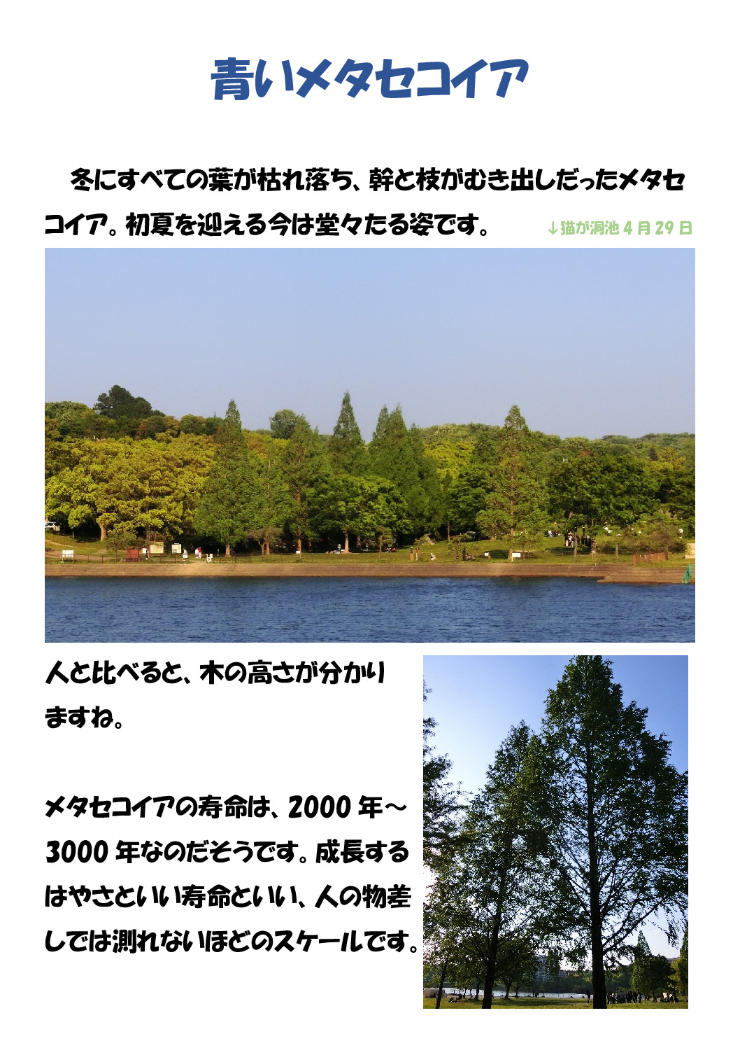 青いメタセコイアのサムネイル