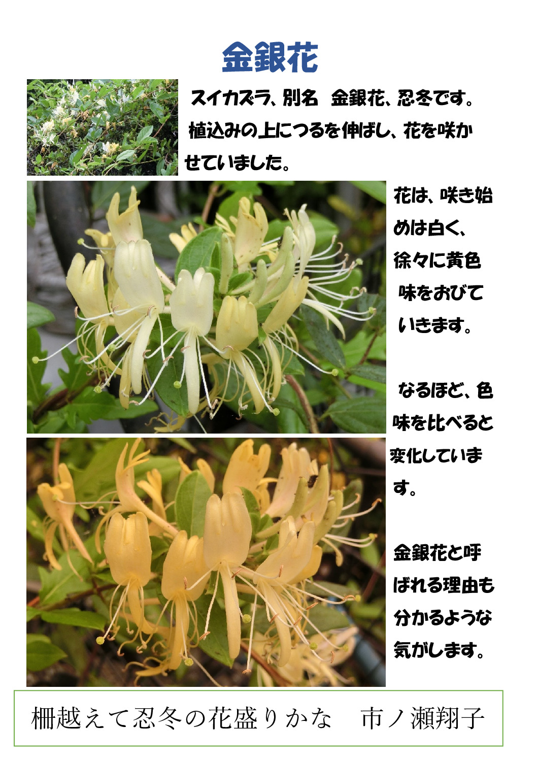 金銀草のサムネイル