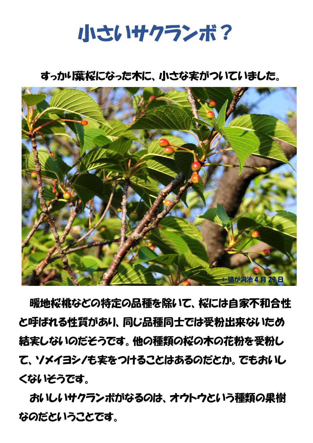 サクランボのサムネイル
