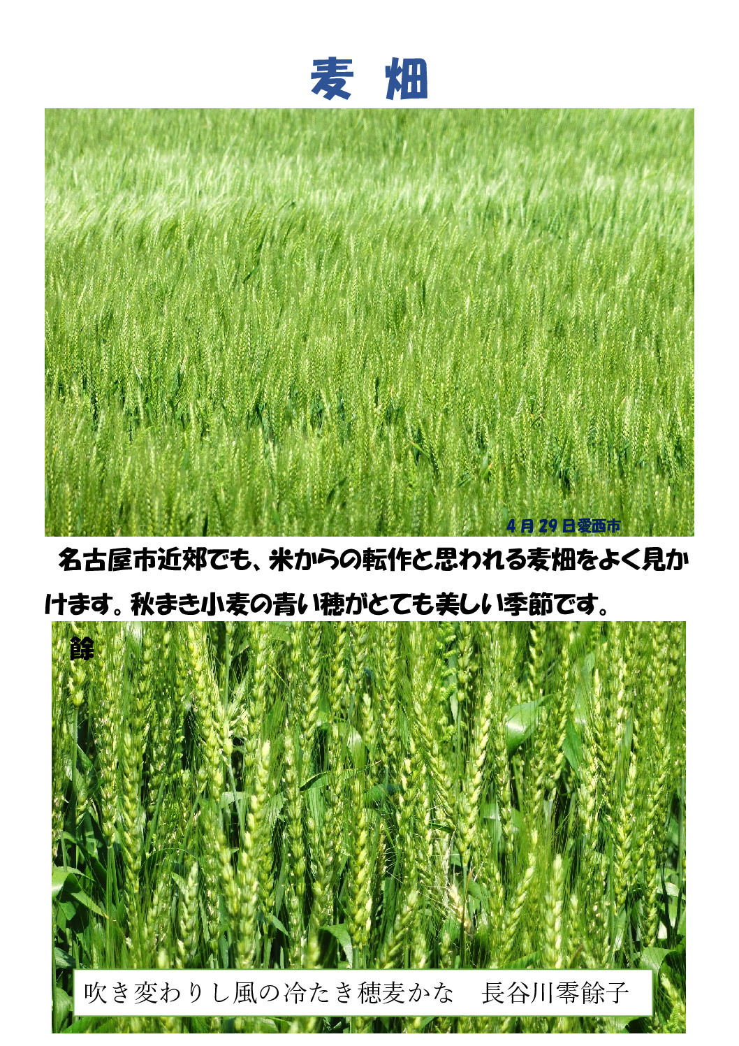 小麦のサムネイル