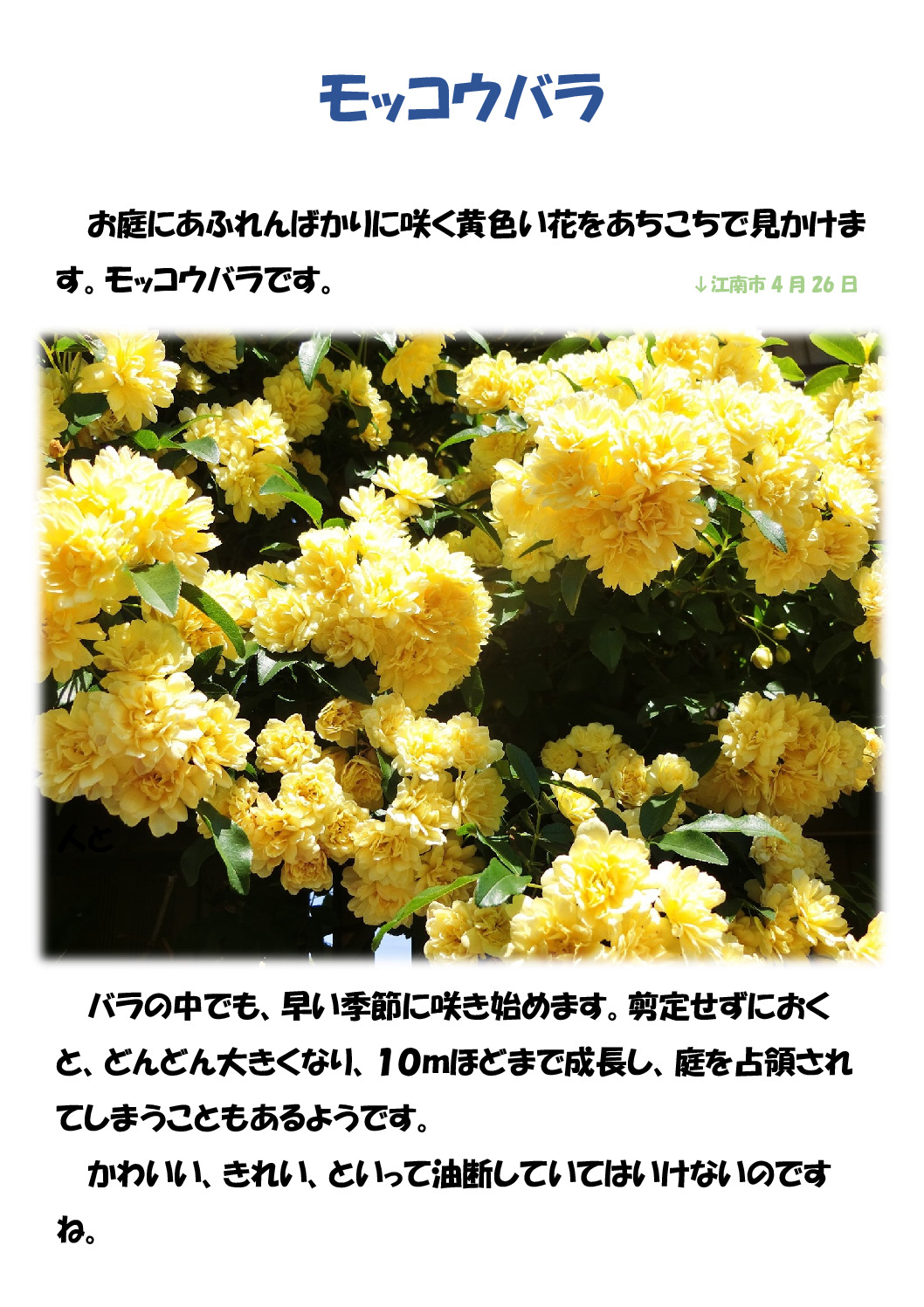 モッコウバラのサムネイル