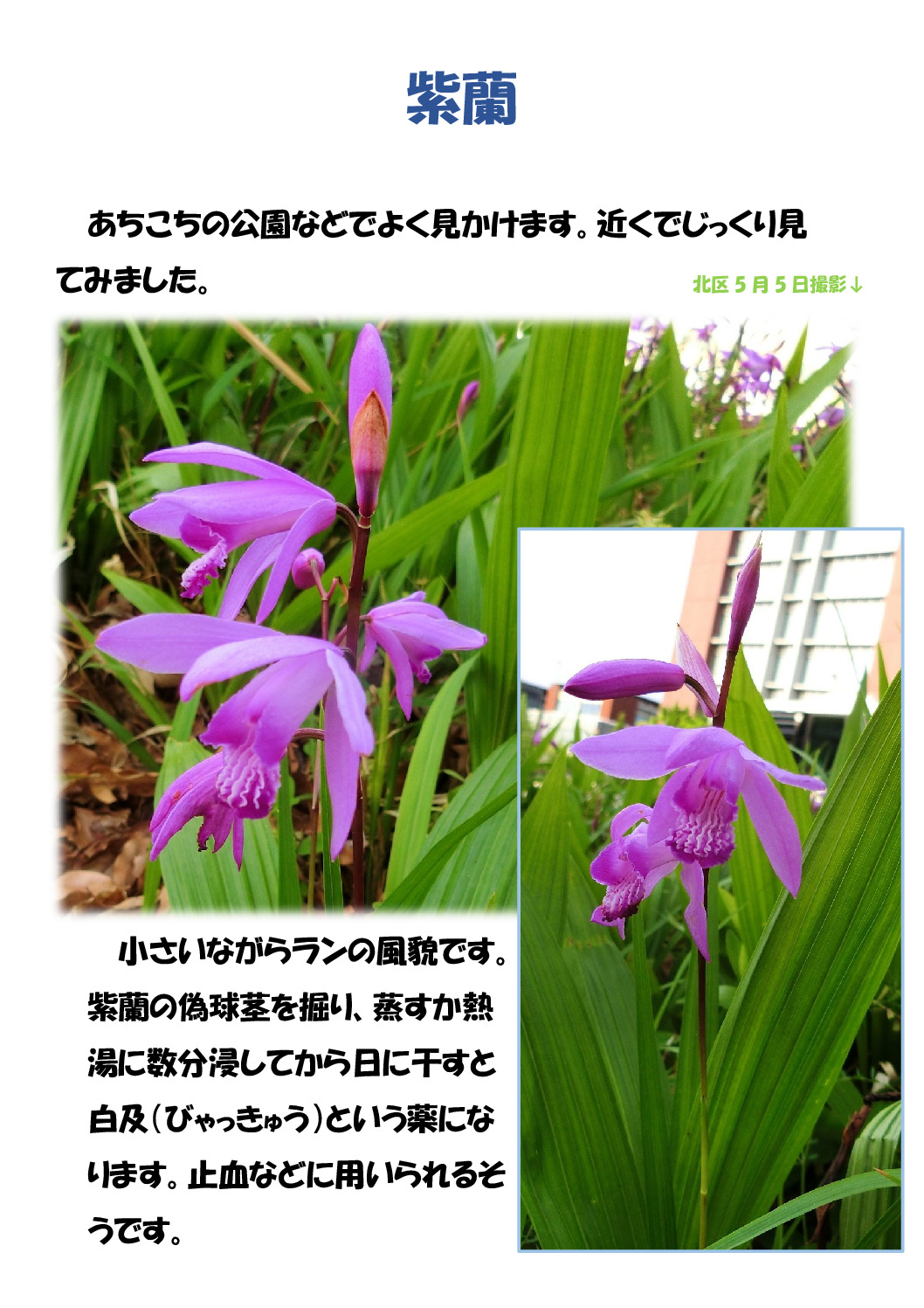 紫蘭のサムネイル
