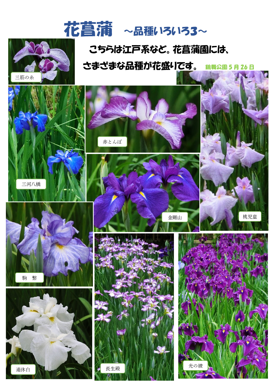 花菖蒲～いろいろ３～のサムネイル