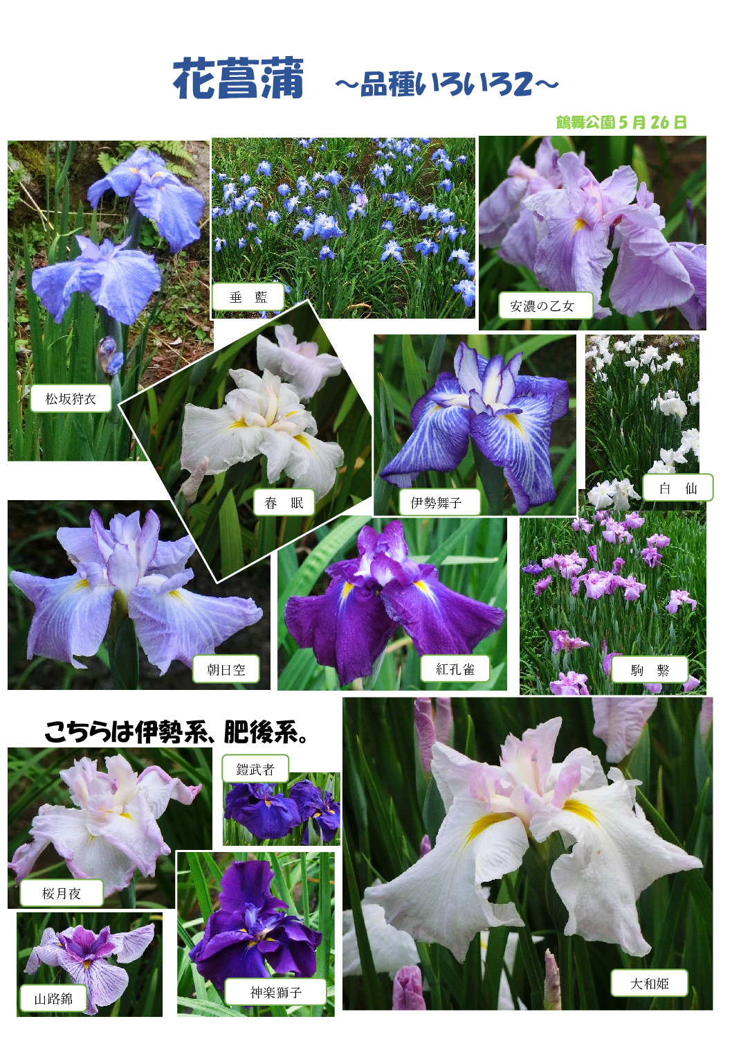 花菖蒲～いろいろ２～のサムネイル