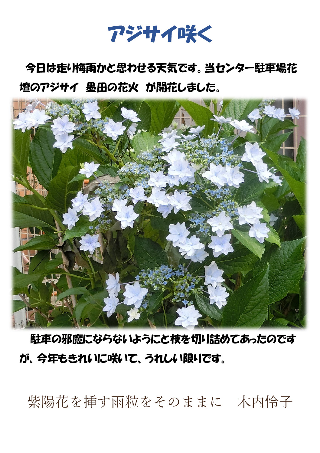 紫陽花咲くのサムネイル