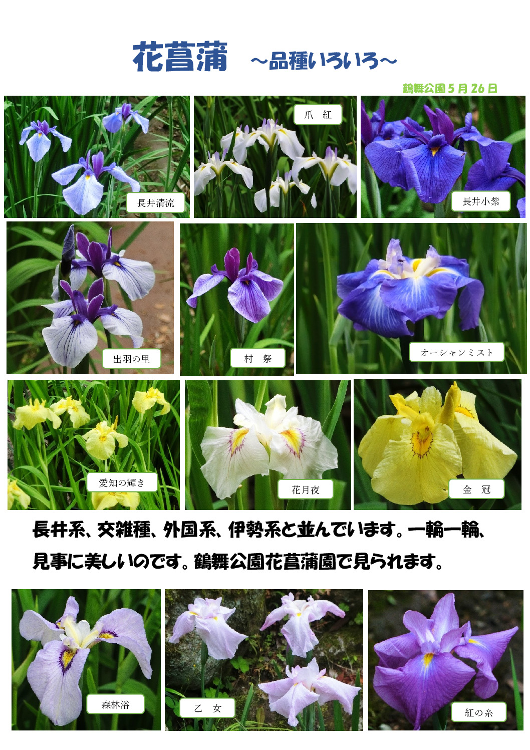 花菖蒲～いろいろ１～のサムネイル