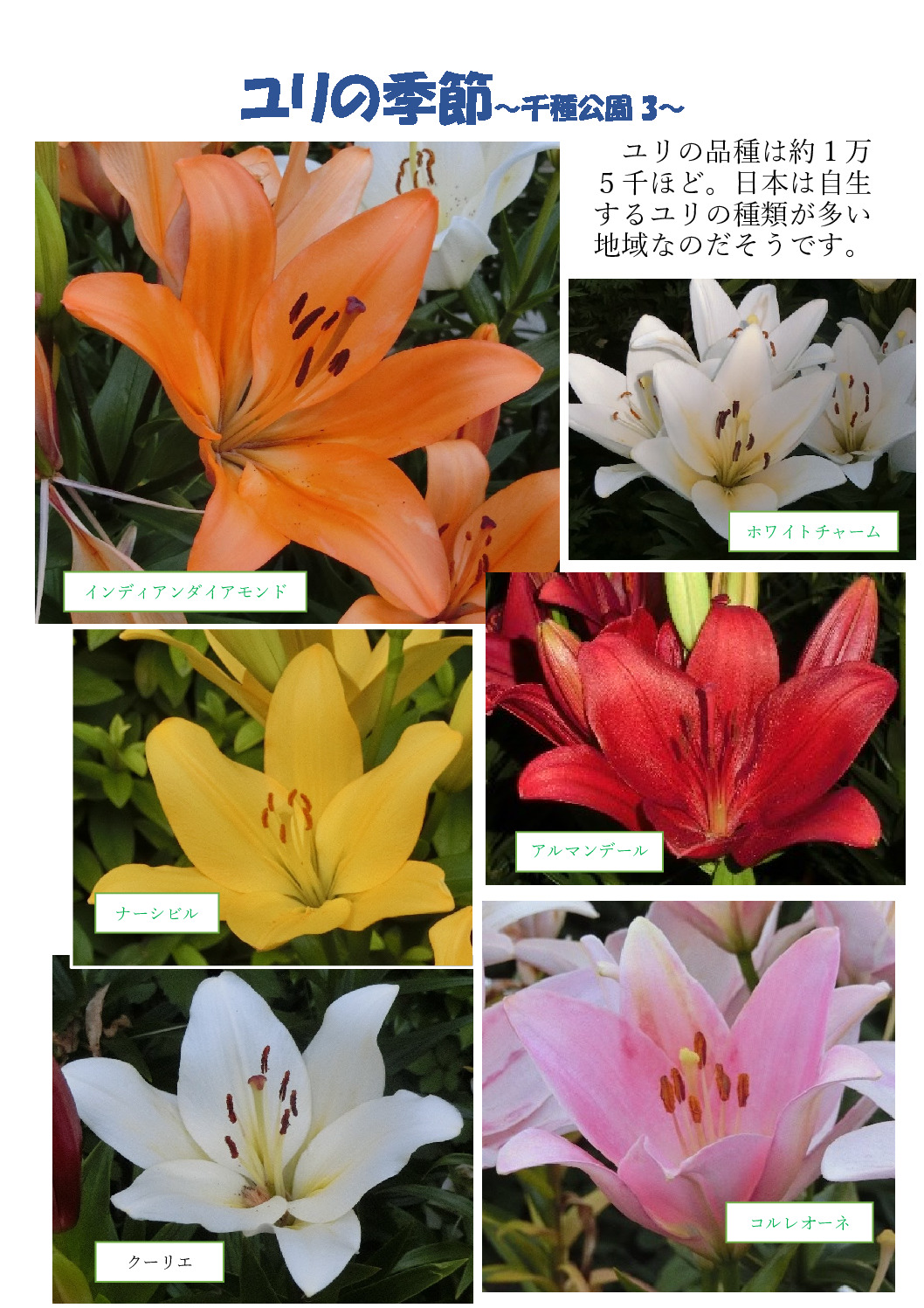 百合の季節～千種公園３～のサムネイル