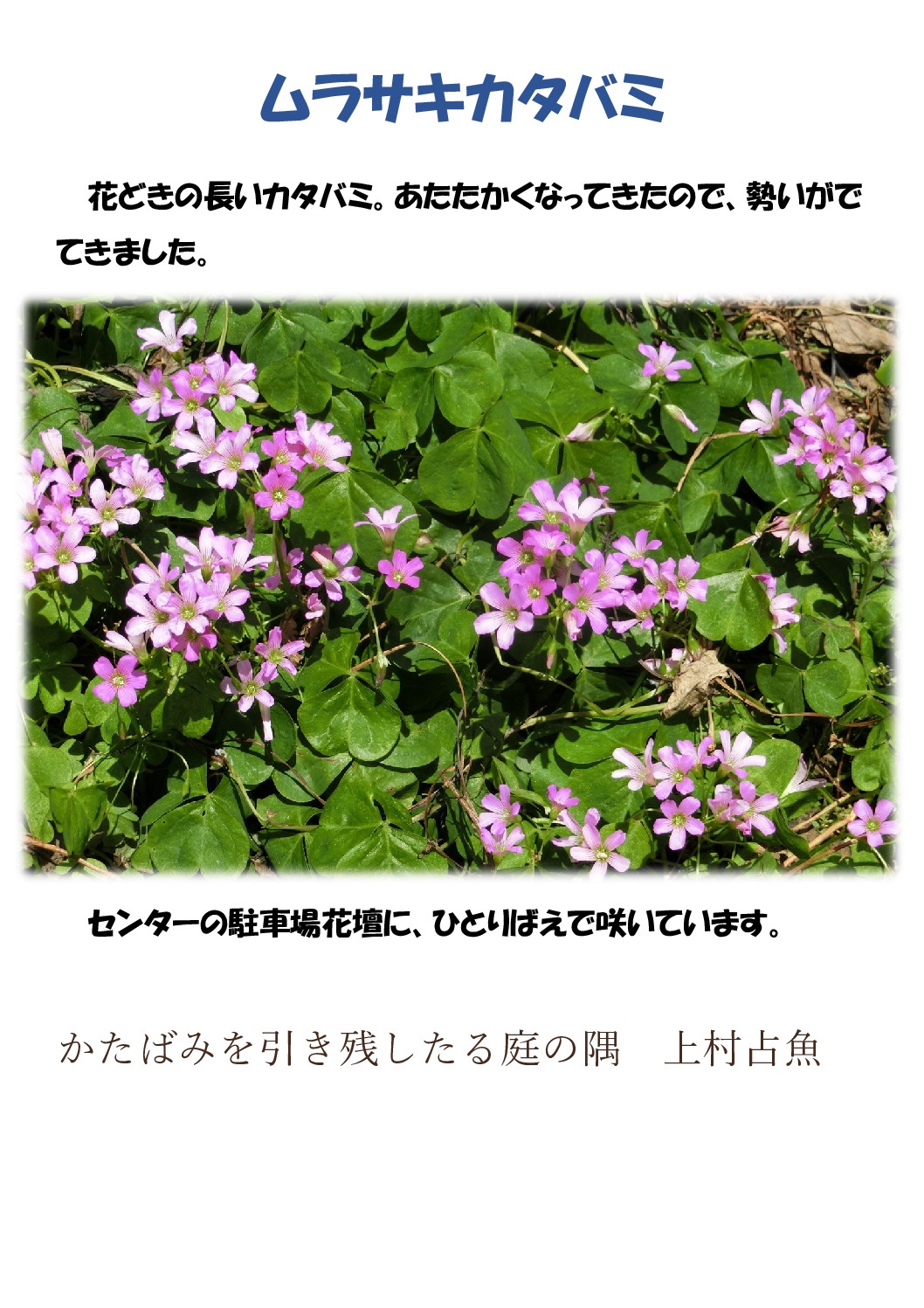 カタバミのサムネイル