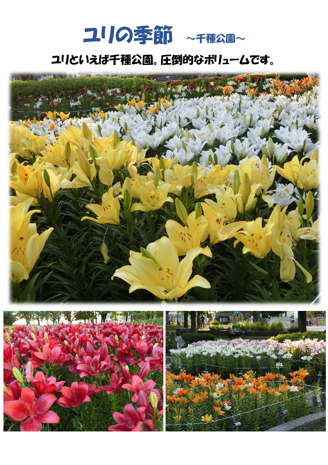 百合の季節～千種公園～のサムネイル