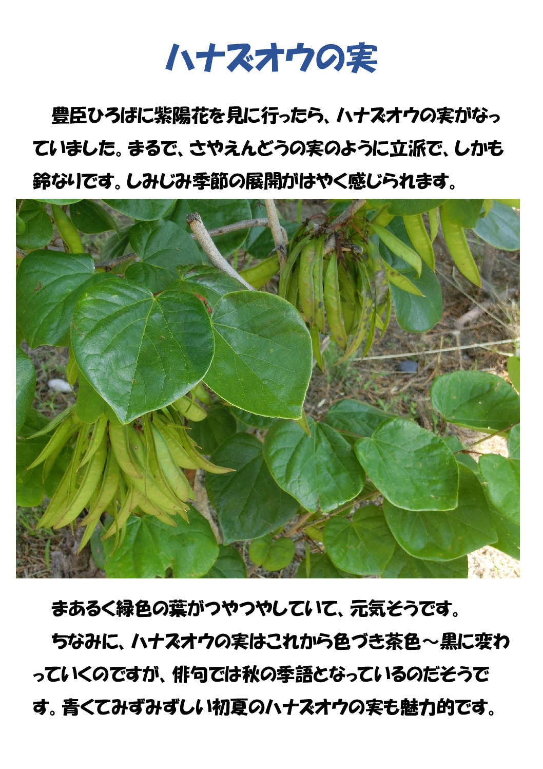 ハナズオウの実のサムネイル