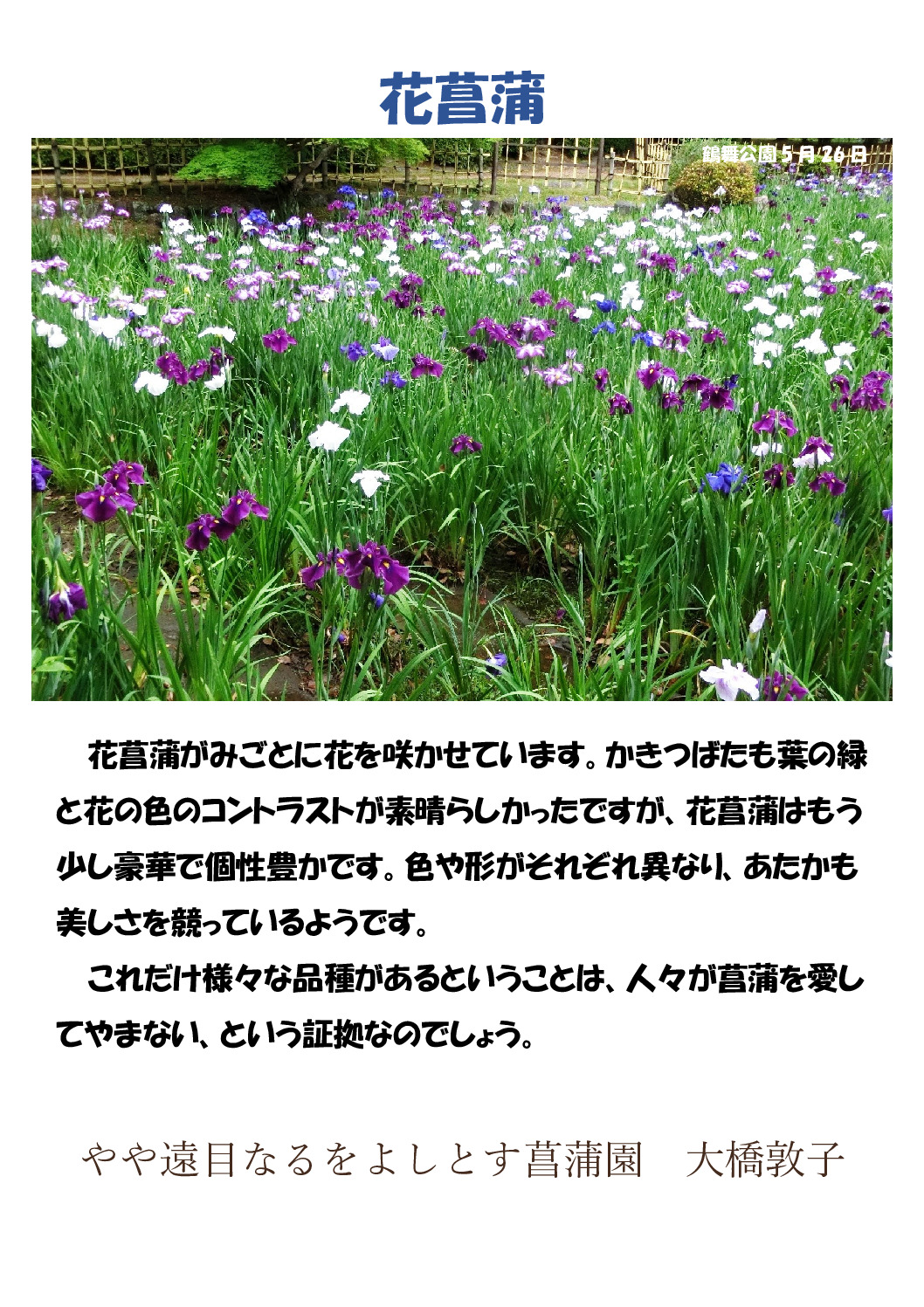 花菖蒲１のサムネイル