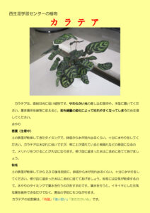 西生涯学習センターの植物１（カラテア）のサムネイル