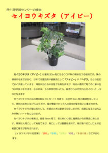 西生涯学習センターの植物３（セイヨウキズタ）のサムネイル