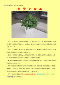 西生涯学習センターの植物２（カランコエ）のサムネイル