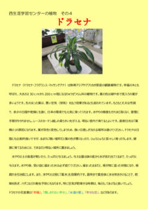 西生涯学習センターの植物４（ドラセナ）のサムネイル
