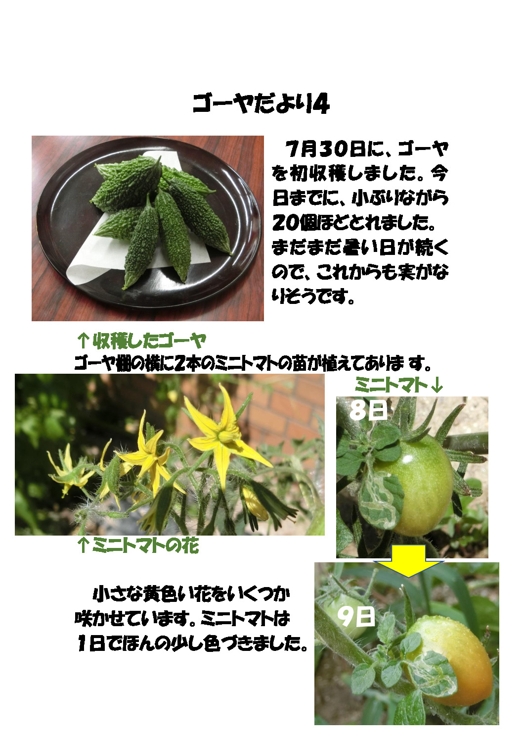 thumbnail of ゴーヤだより４
