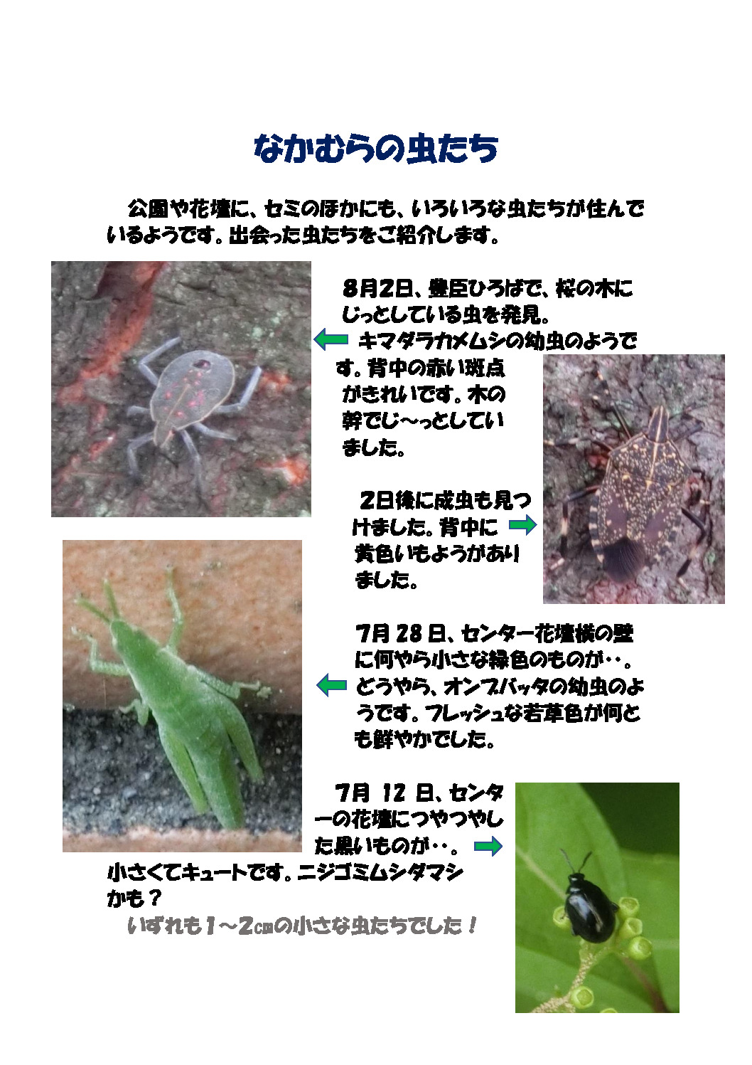 thumbnail of なかむらの虫たち