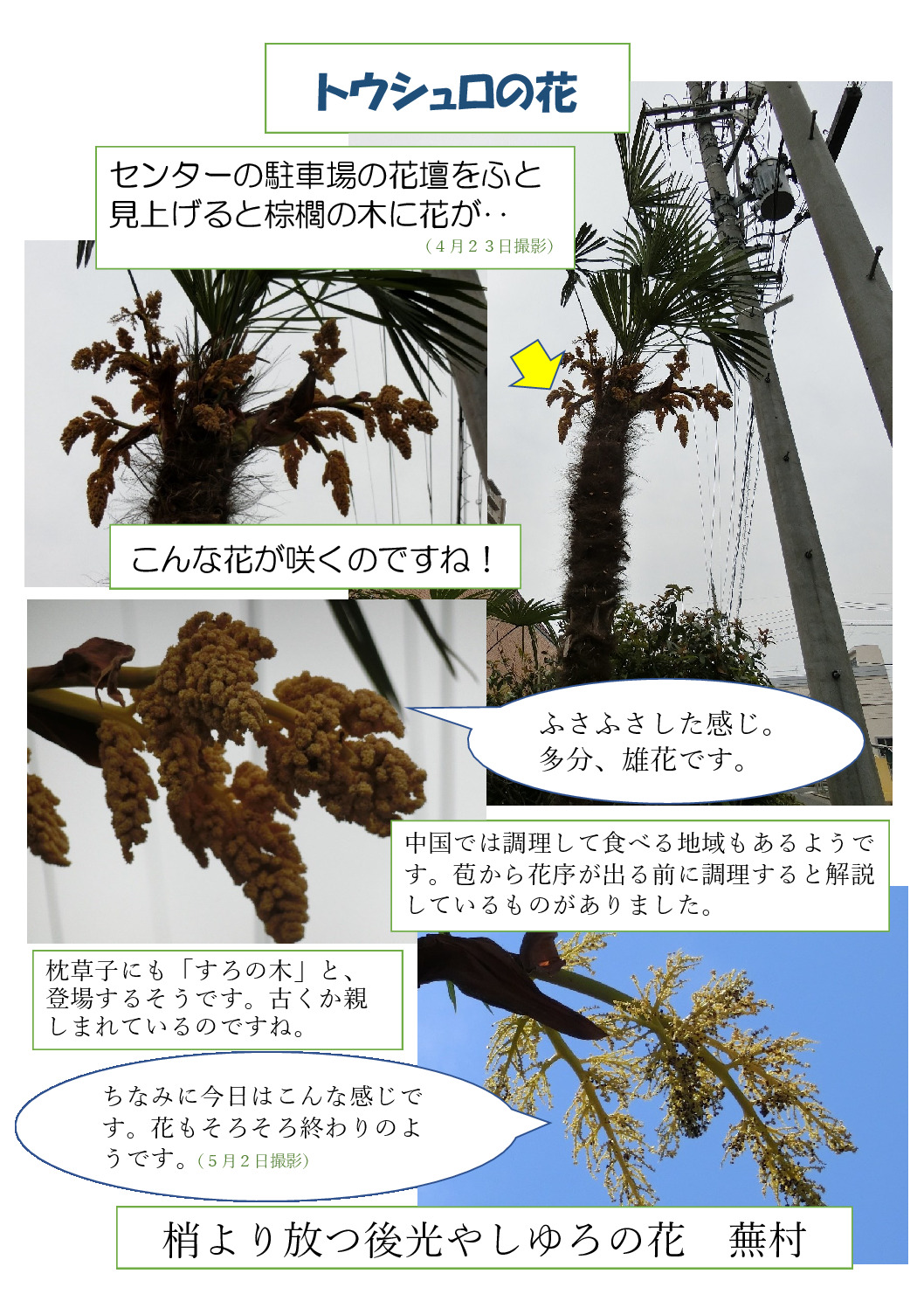 thumbnail of 棕櫚の花