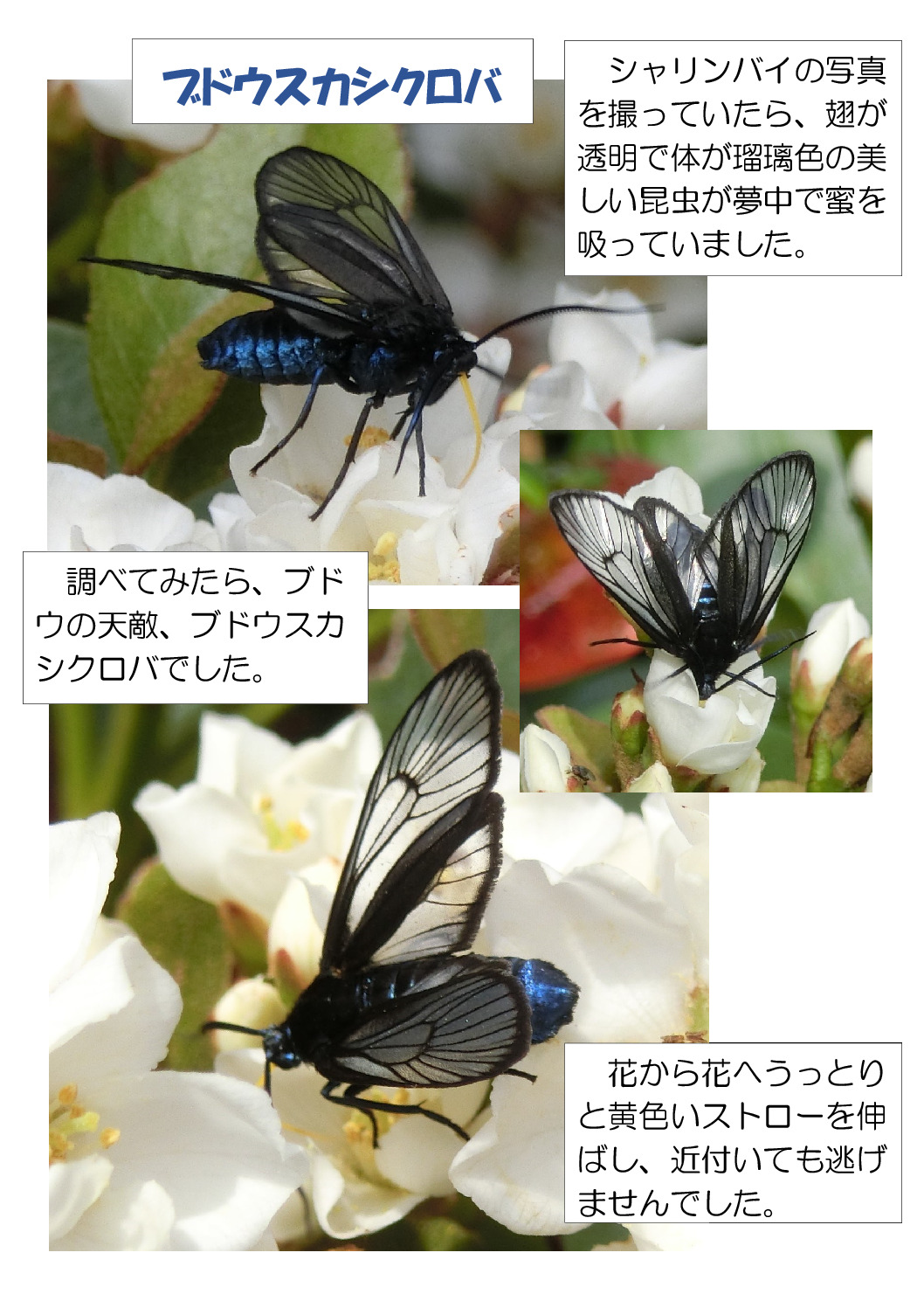 thumbnail of ブドウスカシクロバ