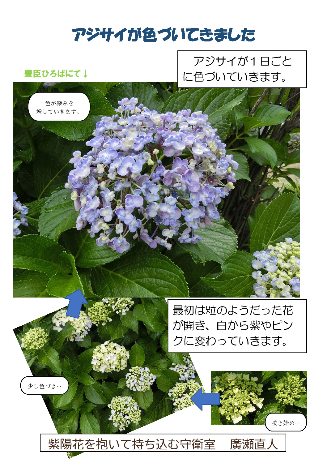 thumbnail of 紫陽花