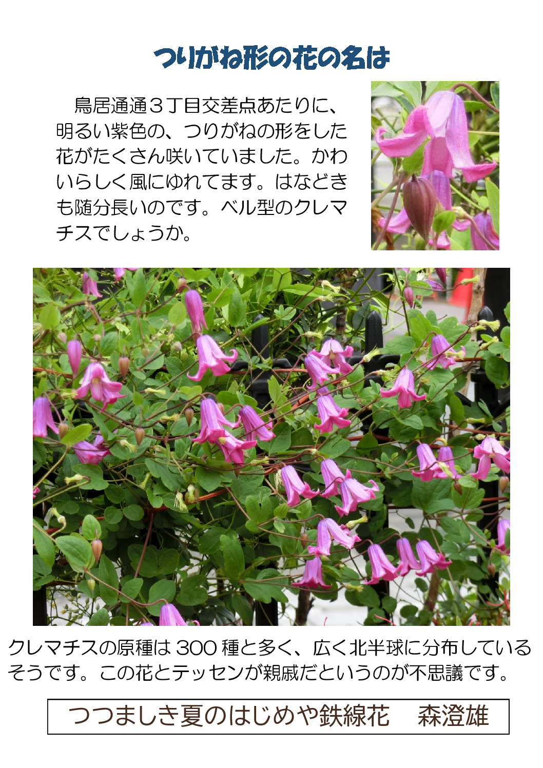 thumbnail of すずなりの花の名は