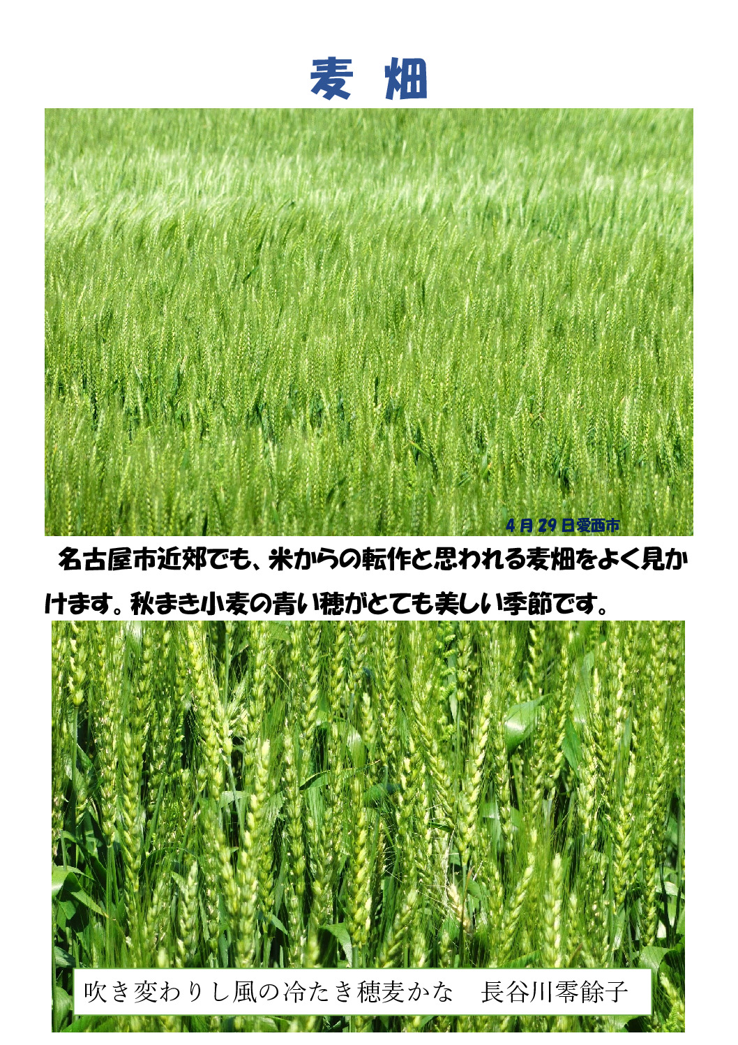小麦のサムネイル