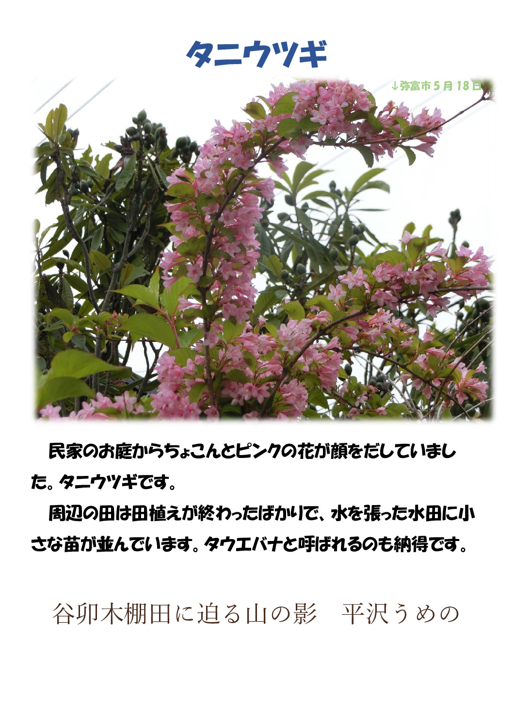 タニウツギのサムネイル