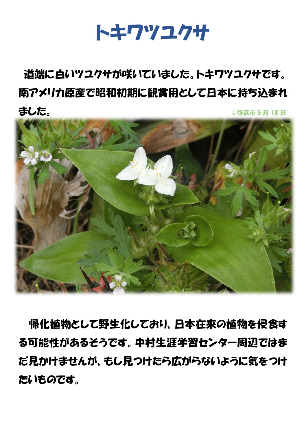 トキワツユクサのサムネイル