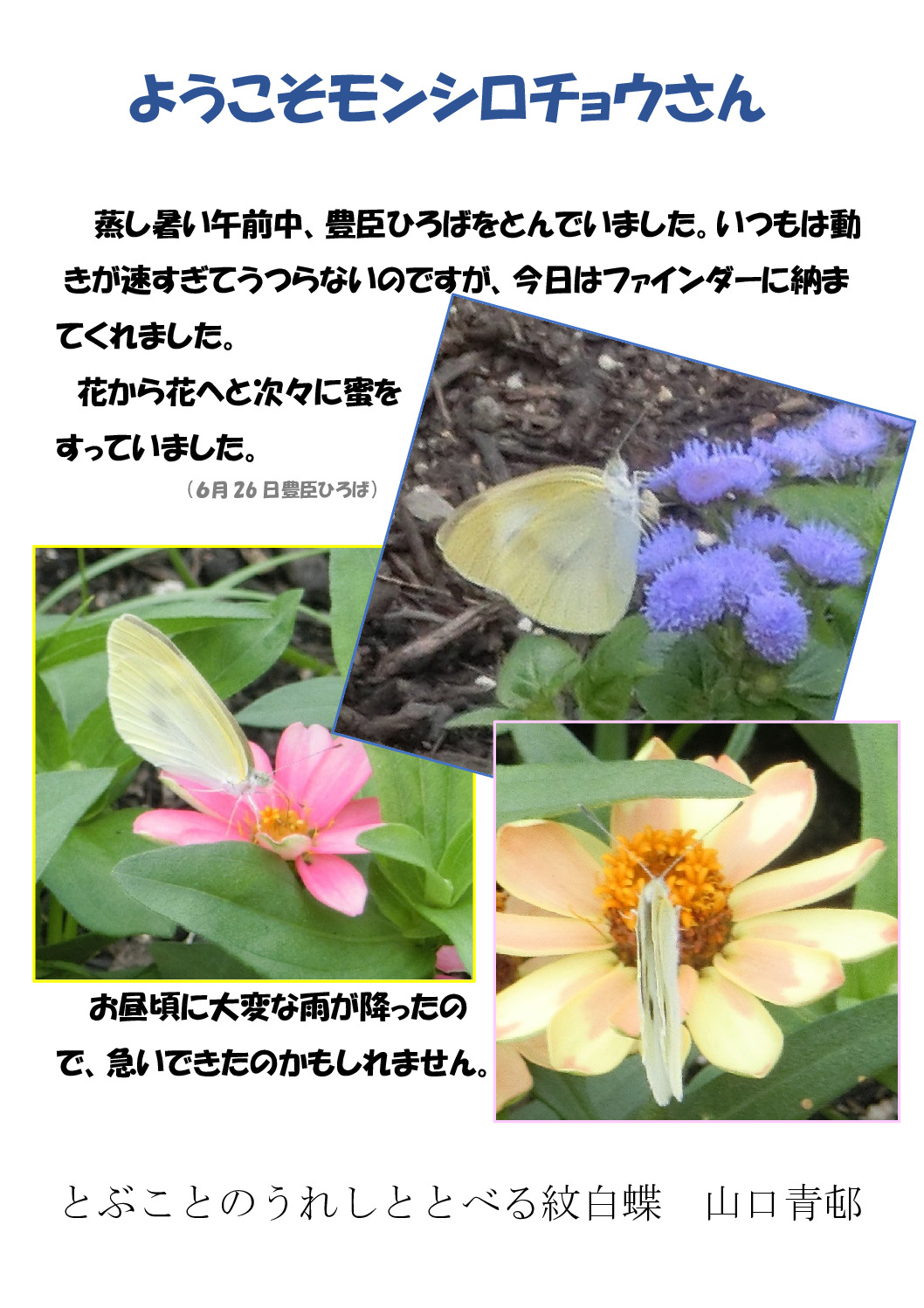 モンシロチョウのサムネイル