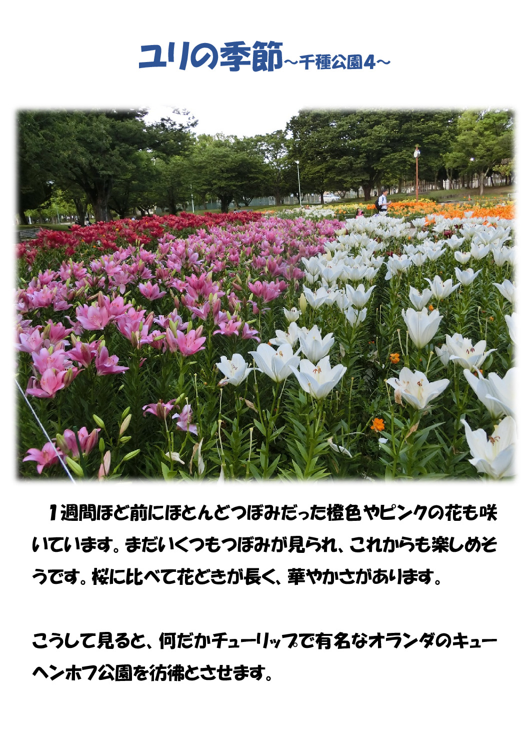 百合の季節～千種公園４～のサムネイル