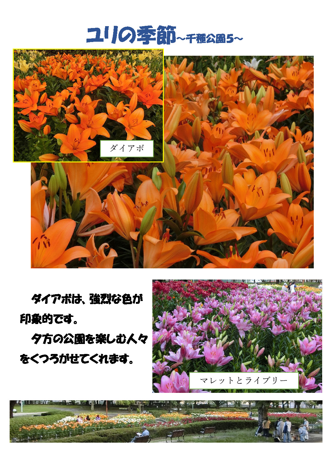 百合の季節～千種公園５～のサムネイル